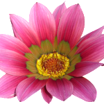 sidebar-flower